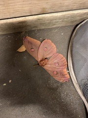 Opodiphthera loranthi