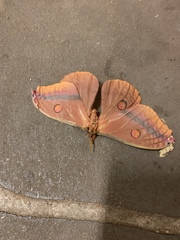 Opodiphthera loranthi