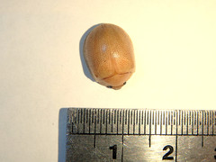 Paropsisterna crocata