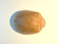 Paropsisterna crocata