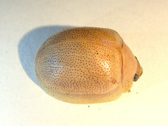 Paropsisterna crocata