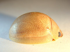 Paropsisterna crocata