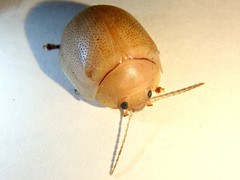 Paropsisterna crocata