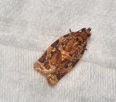 Argyrotaenia amatana