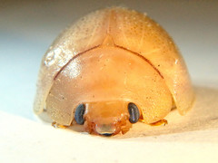 Paropsisterna crocata