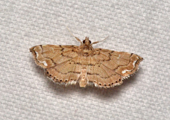 Neomusotima conspurcatalis