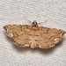 Lygodium Defoliator Moth - Photo (c) James (Jim) Duggan, some rights reserved (CC BY-SA), uploaded by James (Jim) Duggan