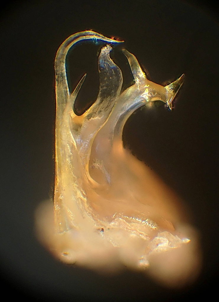 Ommatoiulus bipartitus