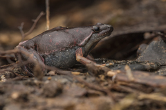 Bassler's Humming Frog photo 3
