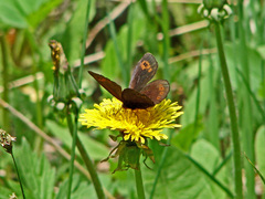 Erebia epipsodea