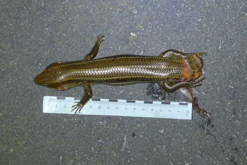 Japanese Skink, Plestiodon kishinouyei