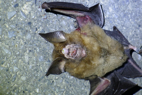 Lesser Great Leaf-nosed Bat (Hipposideros turpis) — Endangered Mammalia
