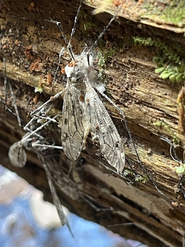 Unknown species found near Gatlinburg, TN, US