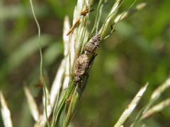 Nithecus jacobaeae