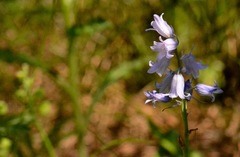 Campanula persicifolia