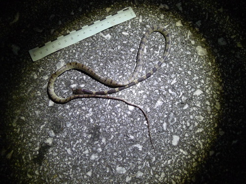 Ryukyu Mountain Wolf Snake