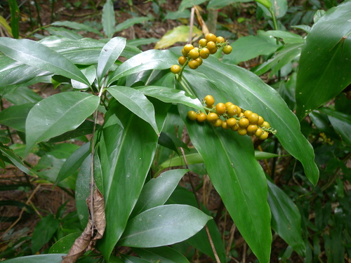 Alpinia flabellata