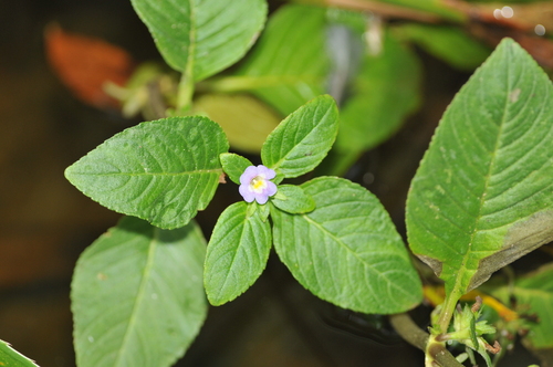 Limnophila rugosa, photograph 4