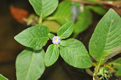 Limnophila rugosa, photograph (c) Weiting Liu, some rights reserved (CC BY)