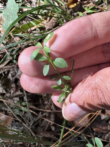 Coastal bedstraw (Galium bermudense)