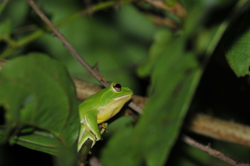Japanese Flying Frog, Zhangixalus owstoni