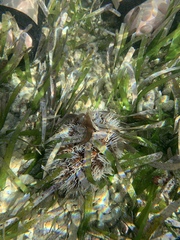 Tripneustes ventricosus