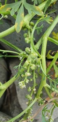 Lepidium coronopus