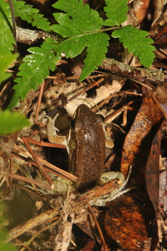 Okinawa Frog, Nidirana okinavana