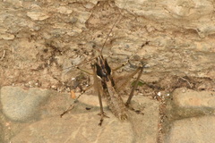 Pterolepis spoliata