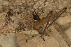Pterolepis spoliata