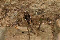 Pterolepis spoliata