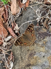 Junonia lemonias aenaria