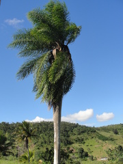 Acrocomia intumescens