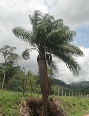 Acrocomia intumescens