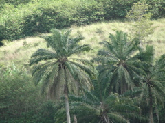 Cocoseae