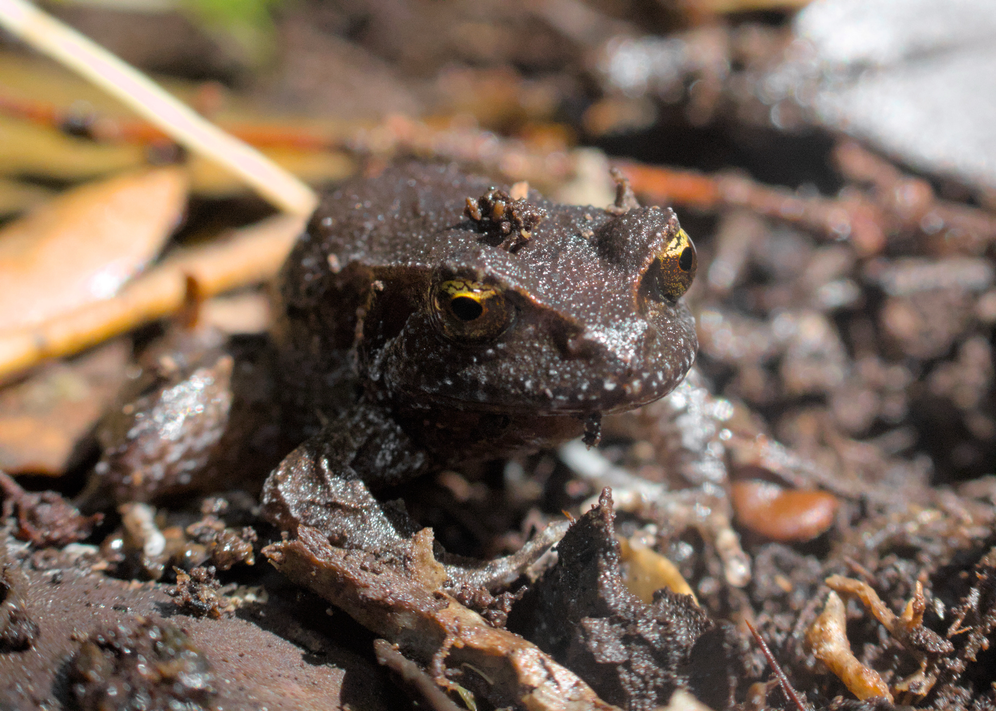 Eupsophus calcaratus (Günther, 1881)
