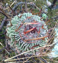 Echinofossulocactus pentacanthus