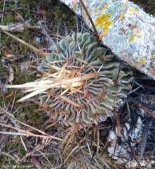 Echinofossulocactus pentacanthus