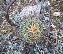 Echinofossulocactus pentacanthus