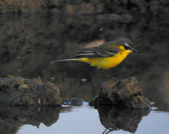 Motacilla flava flava