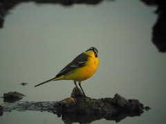 Motacilla flava flava