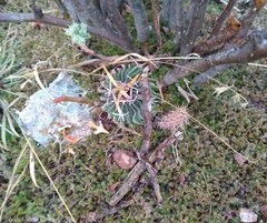 Echinofossulocactus pentacanthus