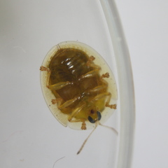 Cassida diomma