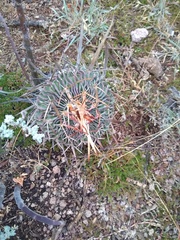 Echinofossulocactus pentacanthus