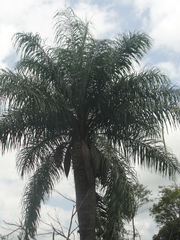 Acrocomia intumescens