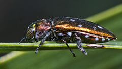 Diphucrania albosparsa