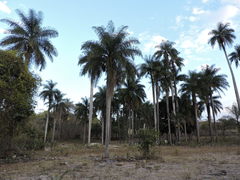 Acrocomia intumescens