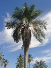 Acrocomia intumescens