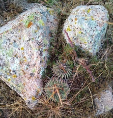 Echinofossulocactus pentacanthus