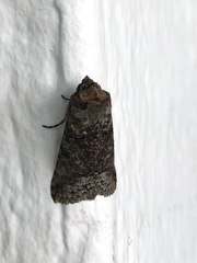 Noctuoidea